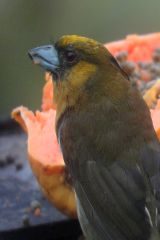 Prong-billed Barbet